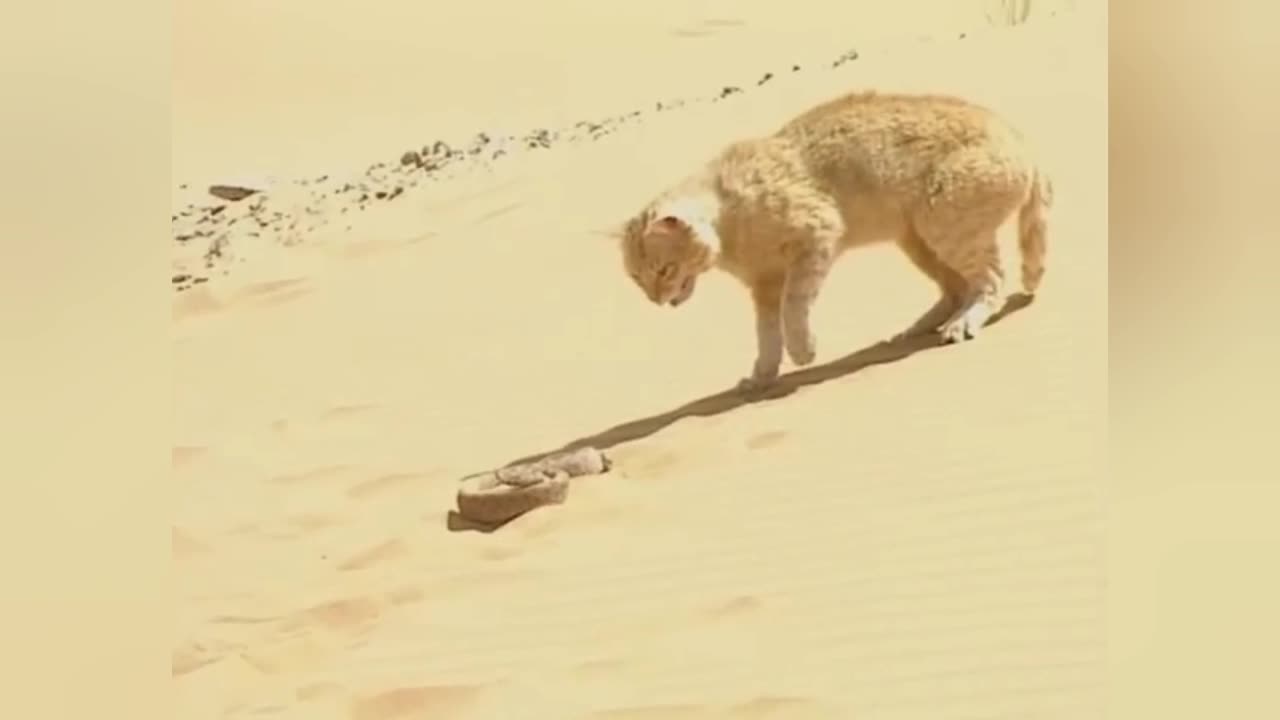 snake faces desert cat and gets the worst