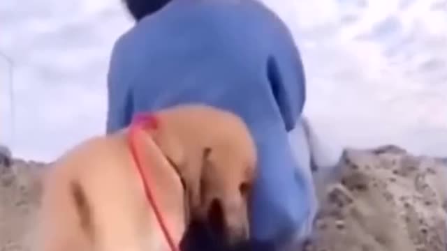 Cute Animal Cats and Dogs #shorts #rumble