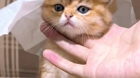 CAT DANCING A LOT 2
