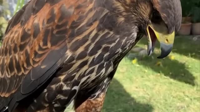 Hawk Doesn’t Like Hose Water