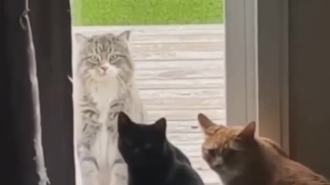 Cute Funny cats viral clips