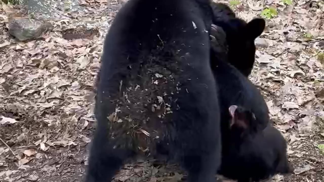 Bear Cubs Wrestle Over Hammock Rights