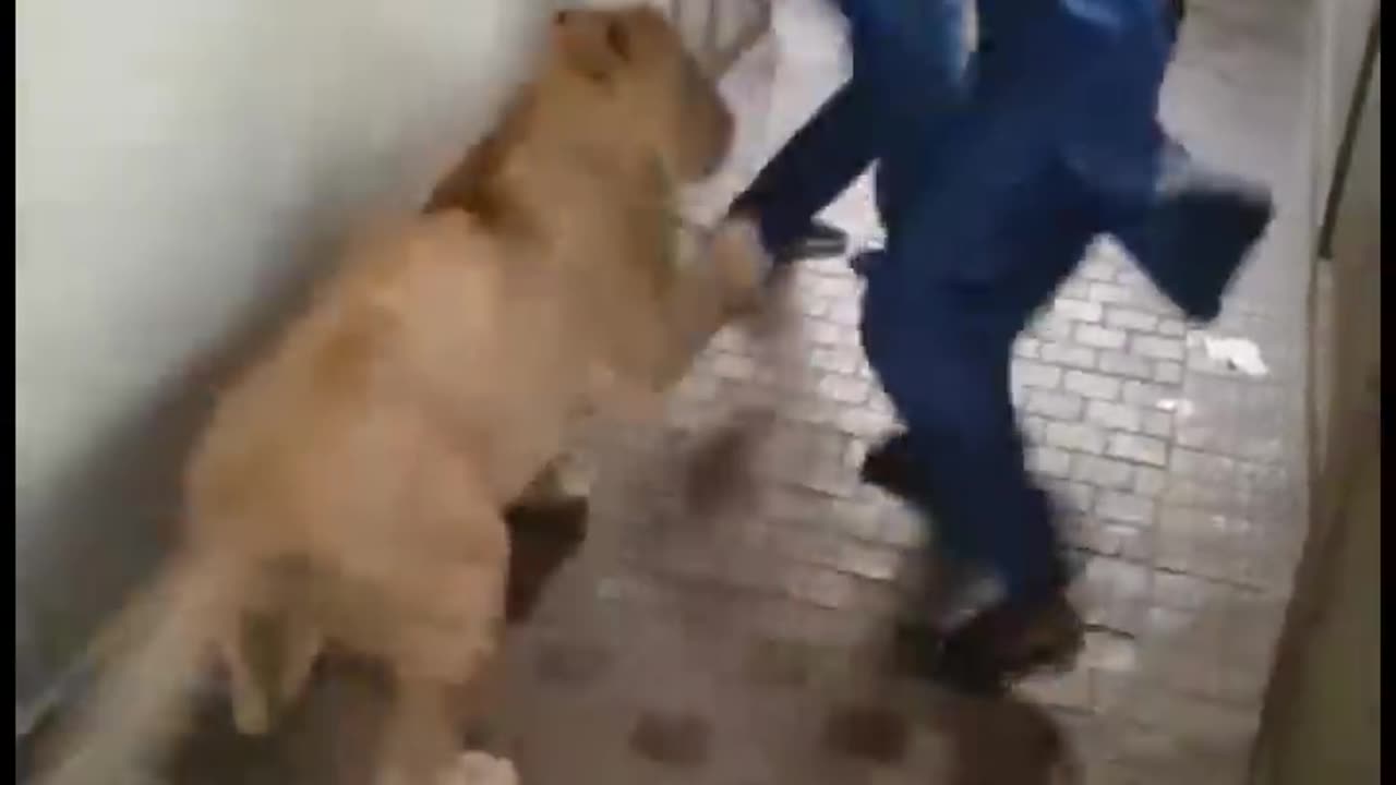 lion attack on man