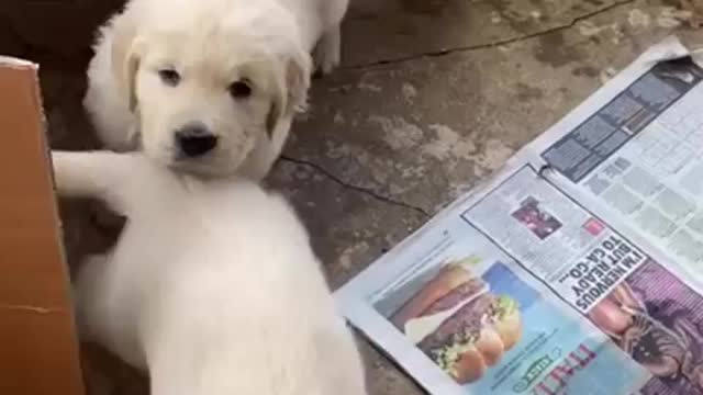 Puppies meeting each other