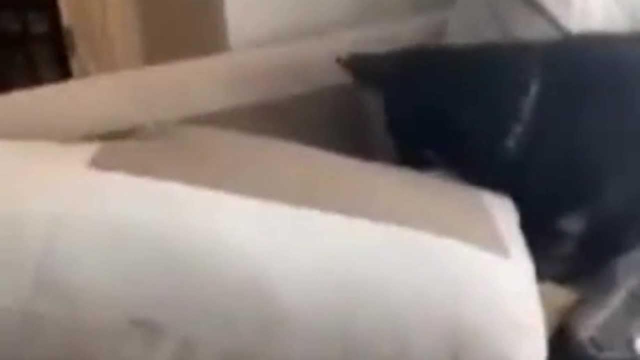 Best funny animal