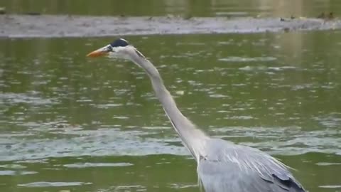 GREAT BLUE HERON SWALLOWS MEDIUM NORTHERN PIKE 5 10 2021