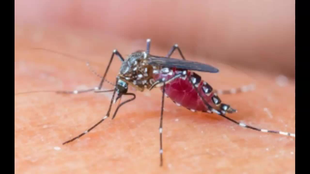 Dengue Fever Cases Popping Up In Los Angeles California_