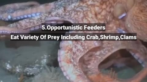 5 Unknown Facts About The Giant Pacific Octopus #shorts #unknown