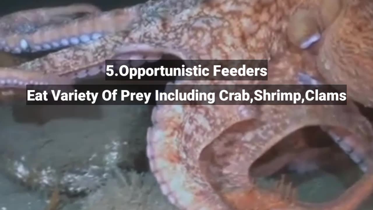 5 Unknown Facts About The Giant Pacific Octopus #shorts #unknown