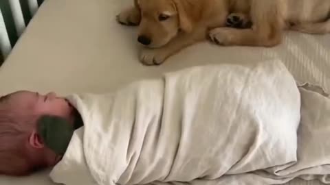 Puppy's Love For Baby #shorts #shortvideo #video #virals #videoviral