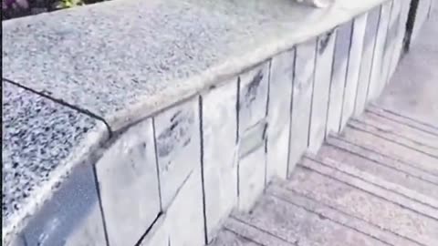 entertaining dog