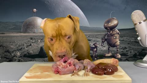 ASMR Pitbull Eating Raw Foods VenisonSheep kidneyPig tailQuailDuck neck