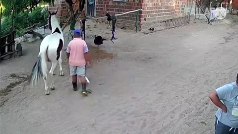 Animals Funny Video