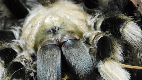 'Tarantula Face' - Desert Blonde