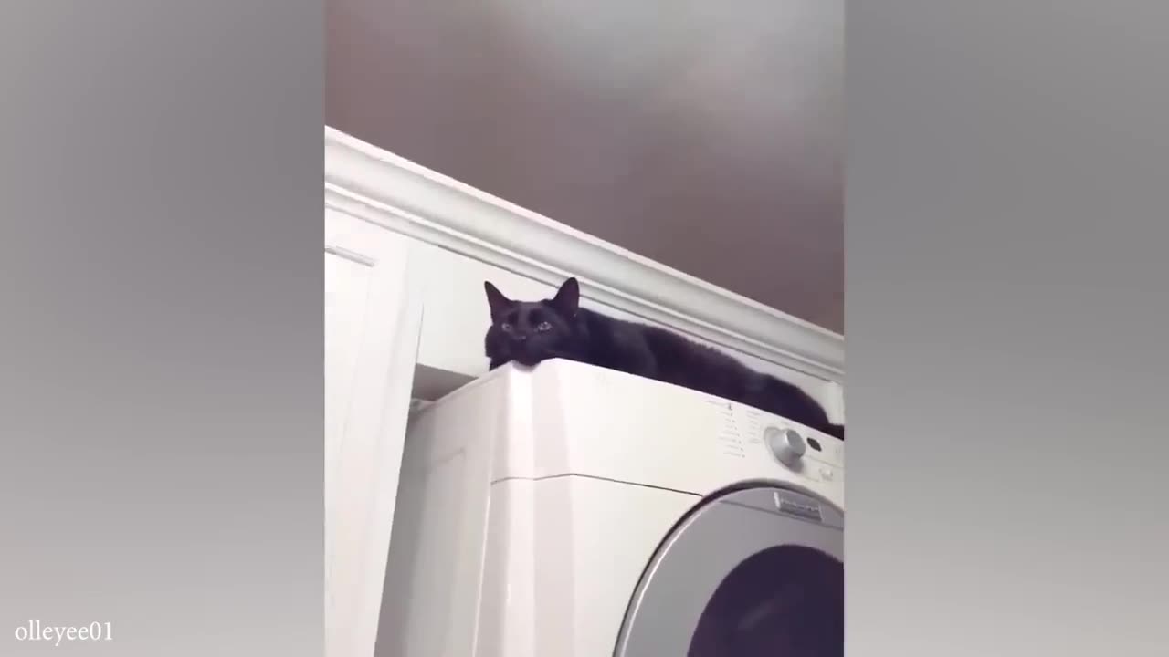 funny cats