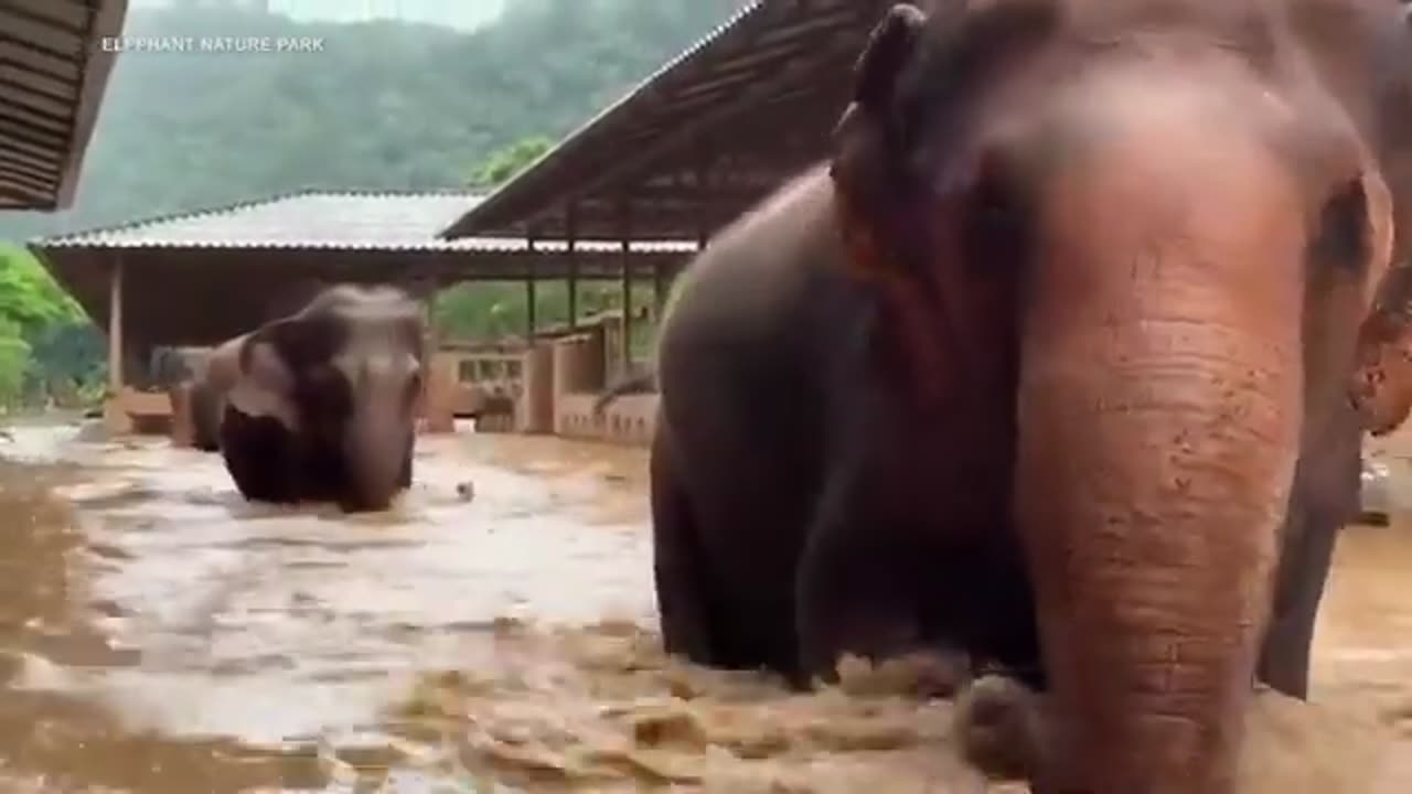 Video shows herd of elephants escaping flash floods in Thailand