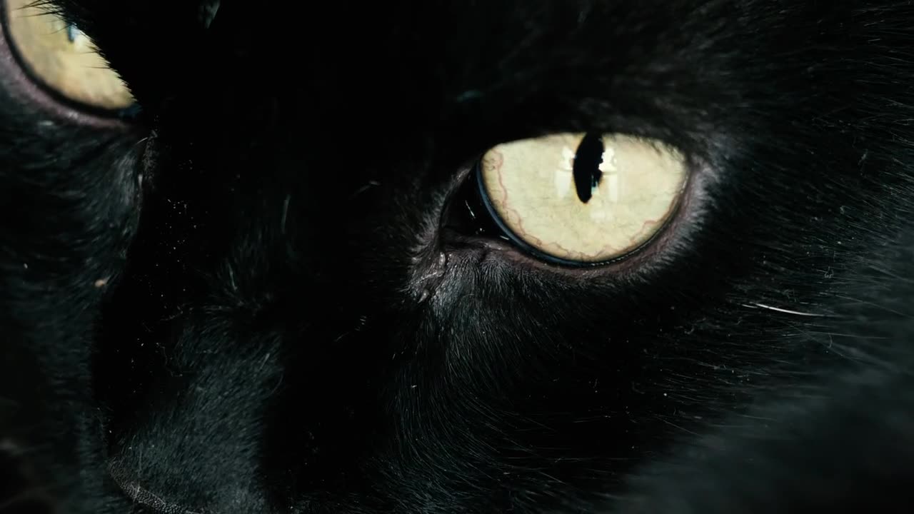 Black cat with yellow eyes