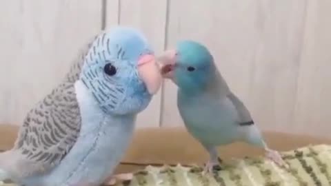 🙏❤🎉🎉🎉🎊🎊🎊️SWEET AND FUNNY ANIMALS SHOTS 🙏❤️❤️🎉🎉🎉🎊🎊🎊