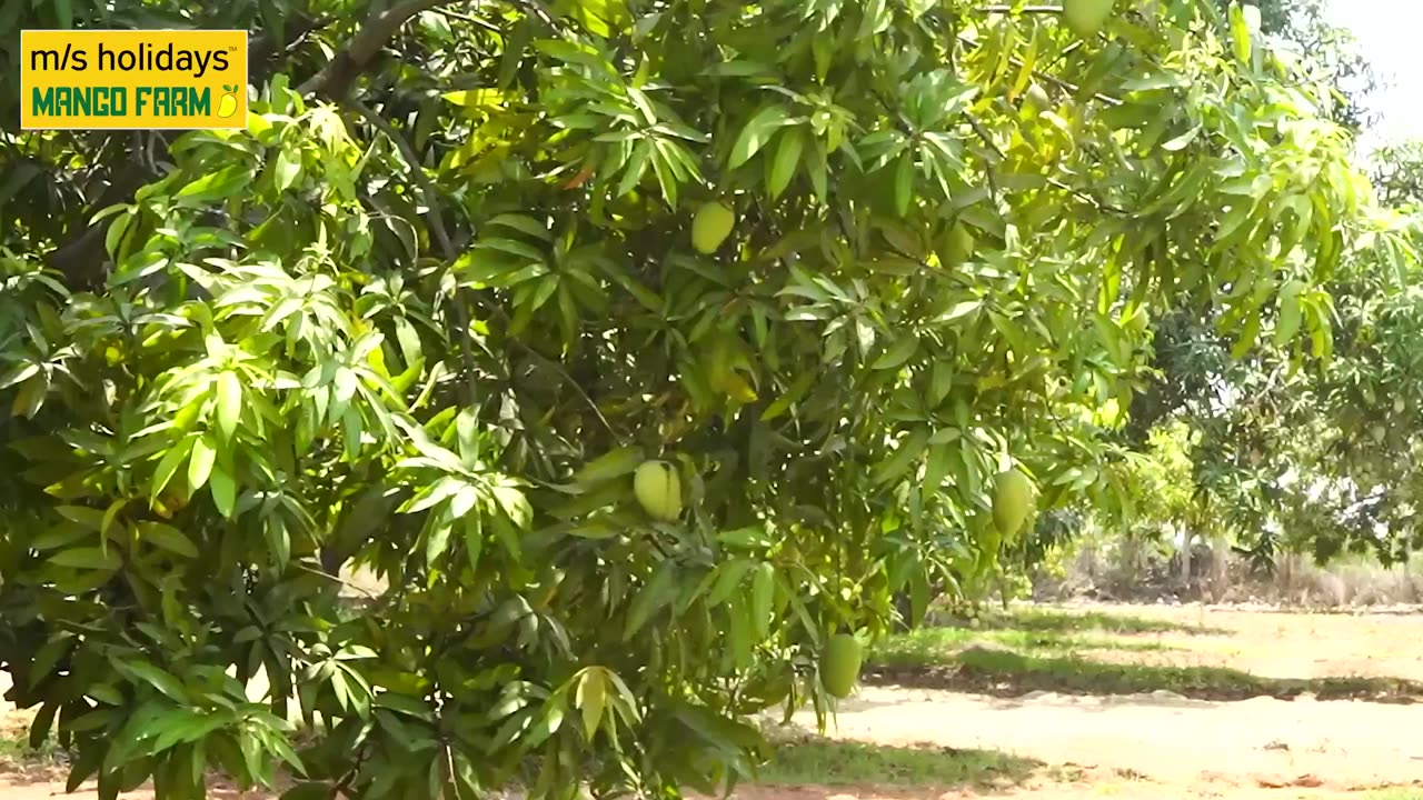 A Customer's Day at Our Beautiful Mango Farmland