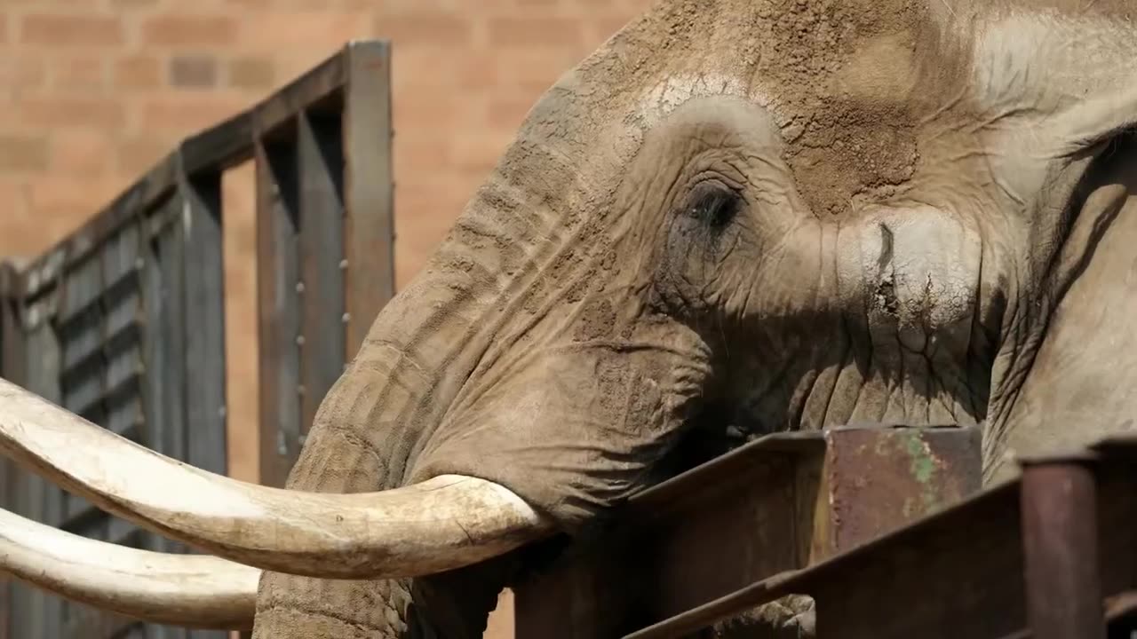 Last elephant in South Africa's national zoo released back into the wild