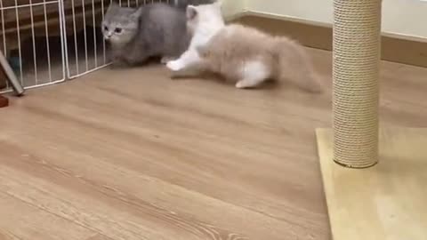 Cute Kittens Fighting 🐱