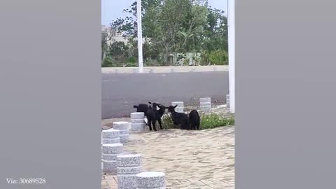 Funny animals hah😂🤣😂🤣
