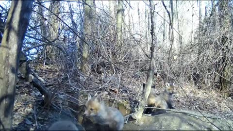 Fox Cubs