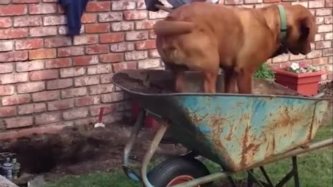 That doggo is a menace to society 🤣🐶