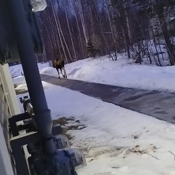 Wasilla Winter Chronicle Part 8B "Still Here"