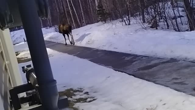 Wasilla Winter Chronicle Part 8B "Still Here"