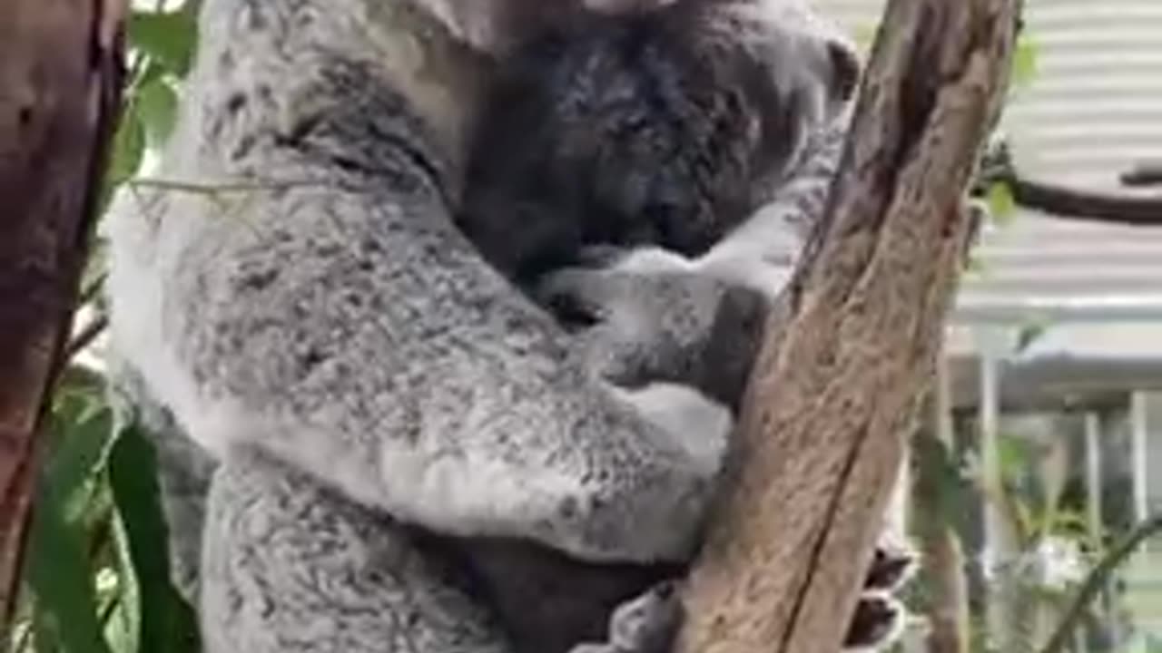 Koala's video