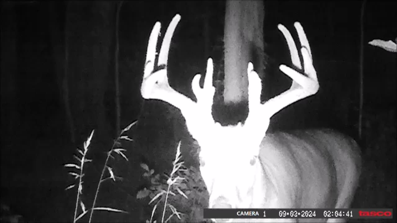 Backyard Trails Cams - Big Buck Smiles for the Camera