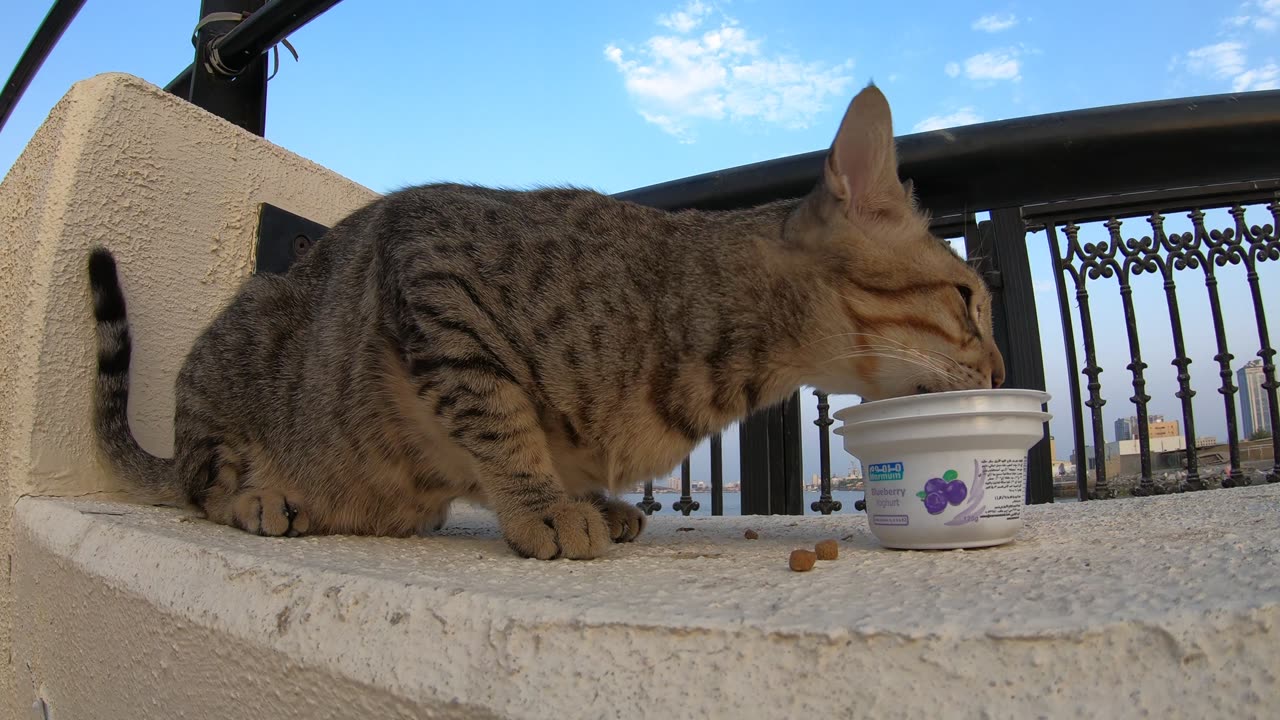 MICHAEL JACKSON - Homeless cat in Ras Al Khaimah, UAE #cat #cats #MichaelJackson #emirates #ae #UAE