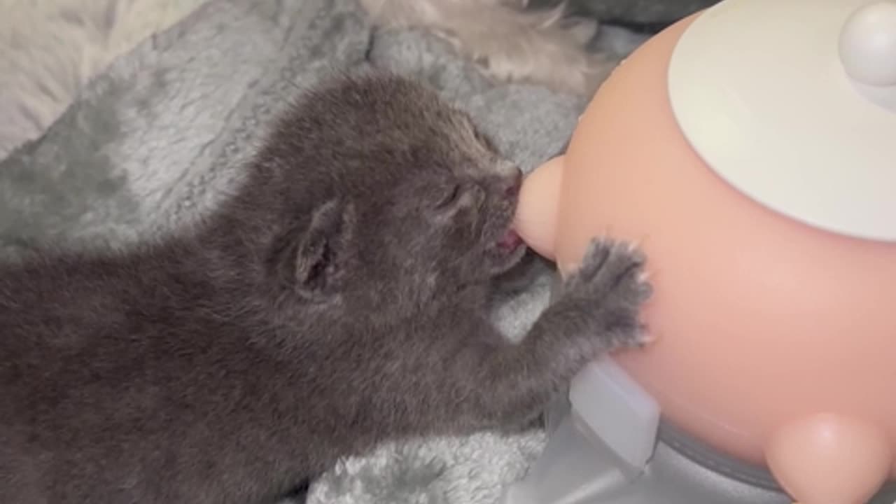 A Cute Baby Cat Enjoying Its Treat