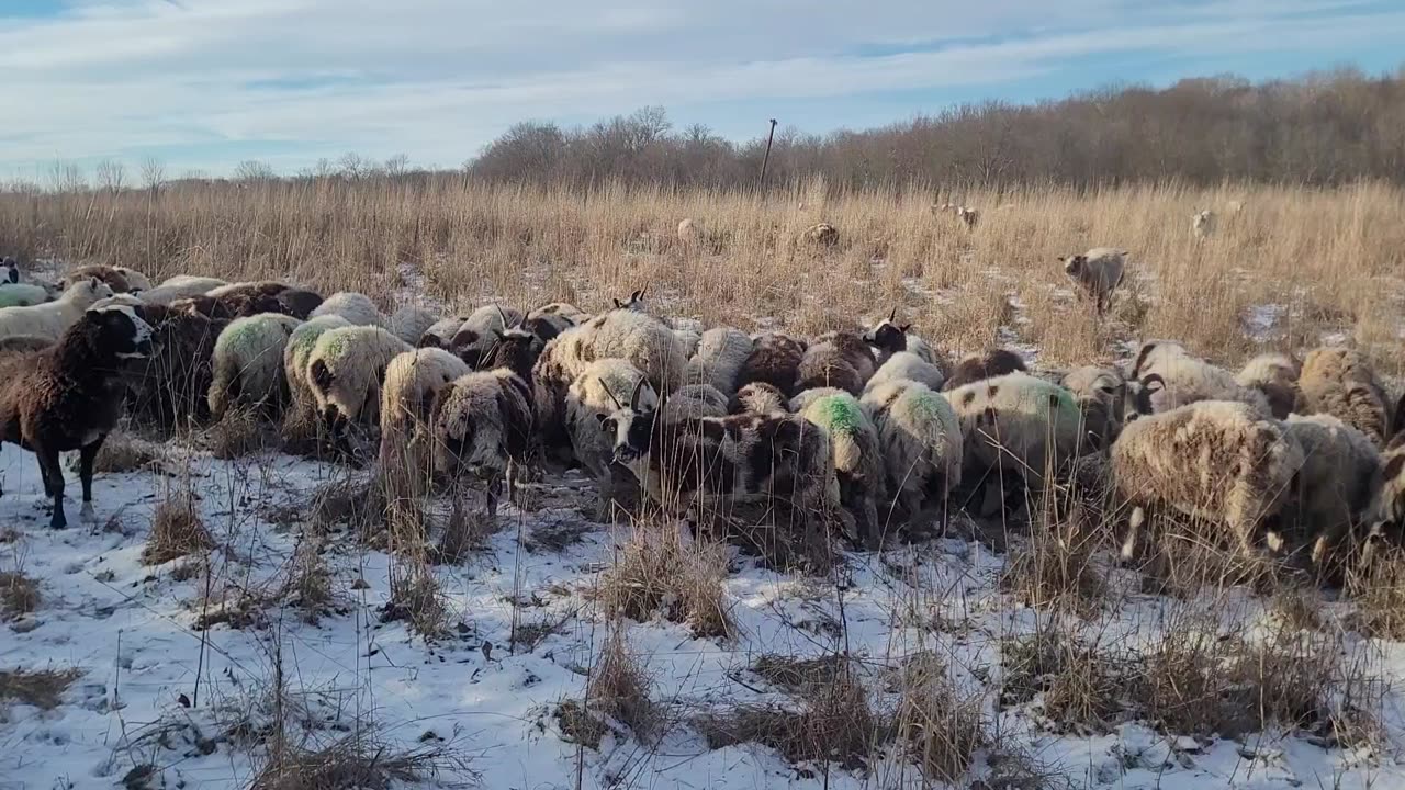 Winter grazing