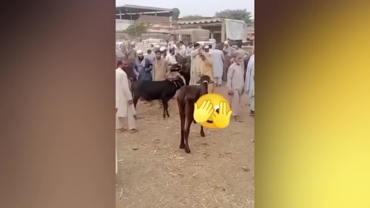 Comedy video