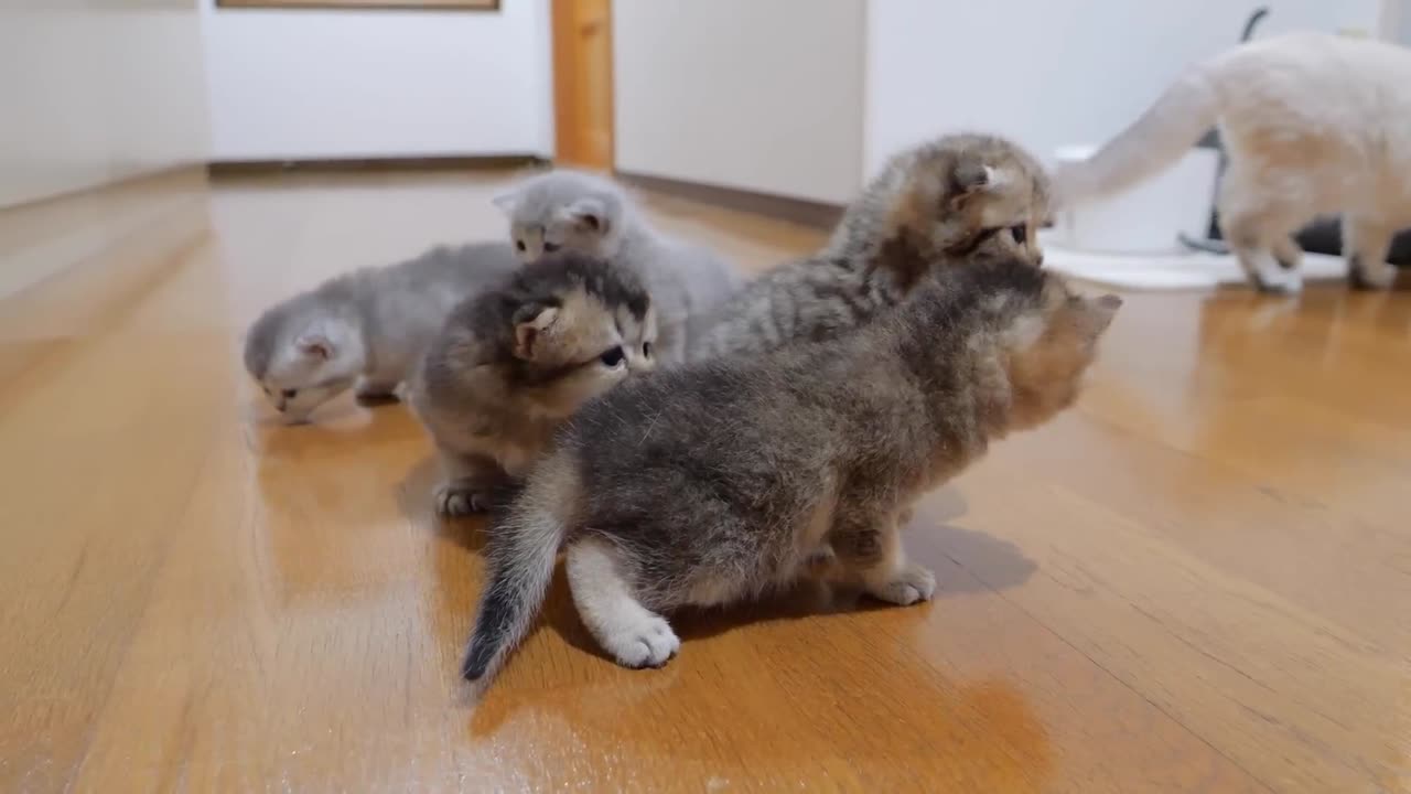 The kitten approaching the daddy cat to play with him was so cute.