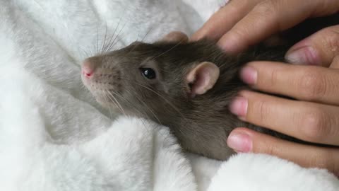 Gray rat receiving a massage from the Owner