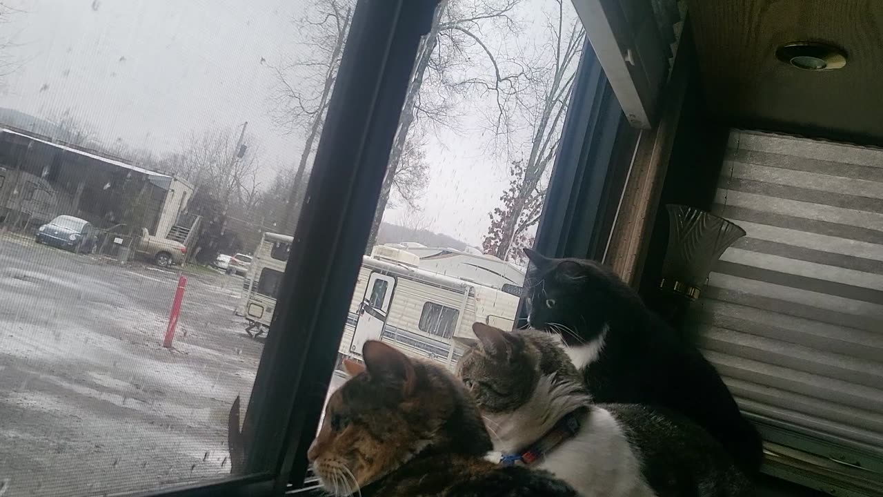 Kitties looking at the snow