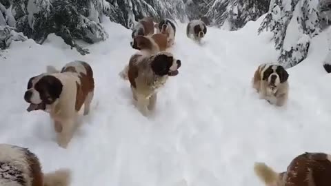 A flock of dogs playing in the snow