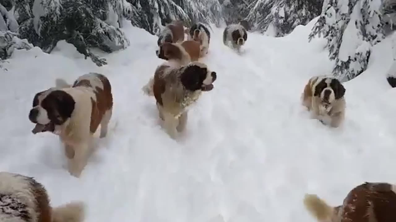 A flock of dogs playing in the snow