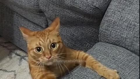 funny cats