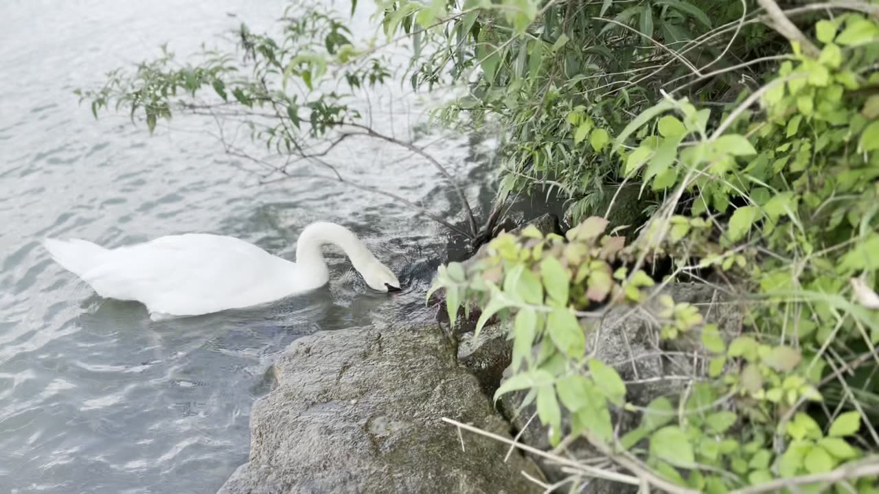 A nosey swan adventure