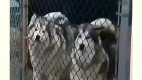😂🐾 Funniest Animal Moments - You Won't Stop Laughing! Part-40