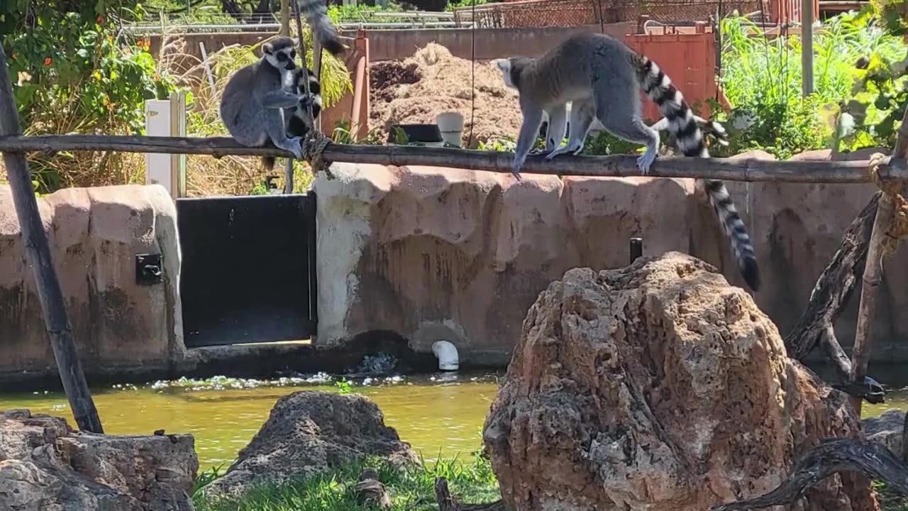 Honolulu Zoo: Discover Wildlife in the Heart of Hawaii 🦁🌴"