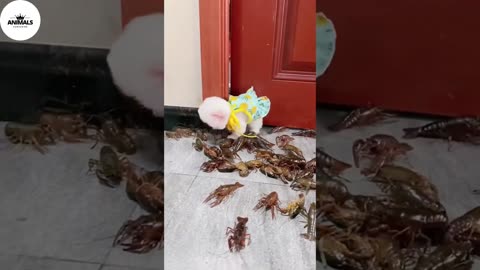 SOME OF THE CUTEST ANIMALS