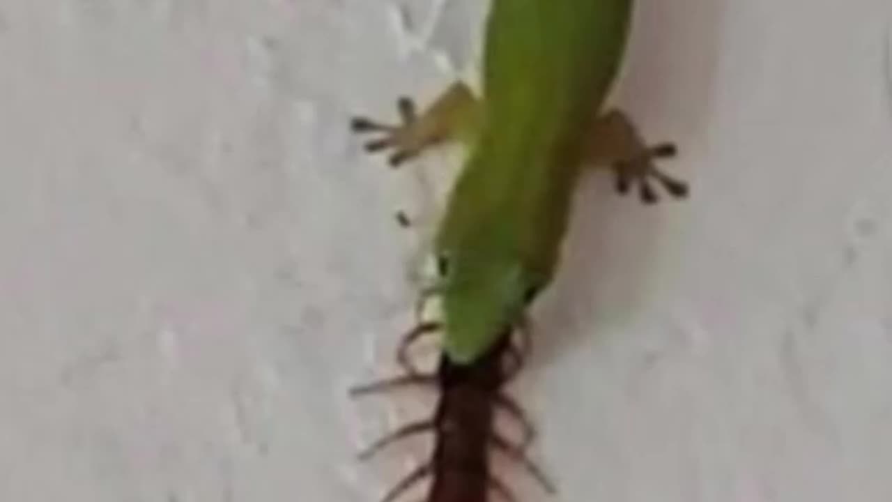Wildlife