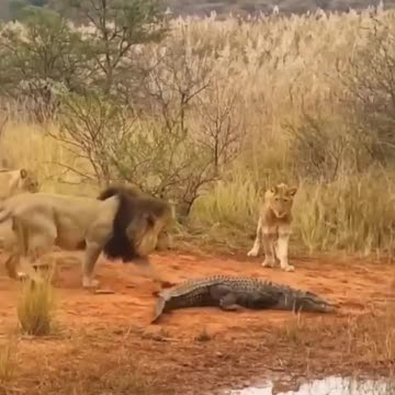 2 lions vs crocodile#shortvideo #2023