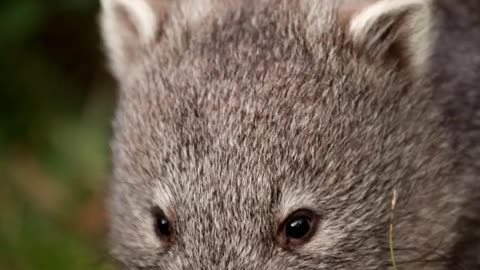 Wildlife