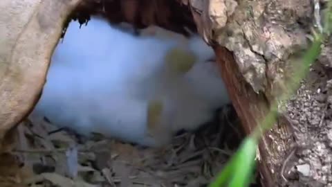 A little rabbit is sleeping happily